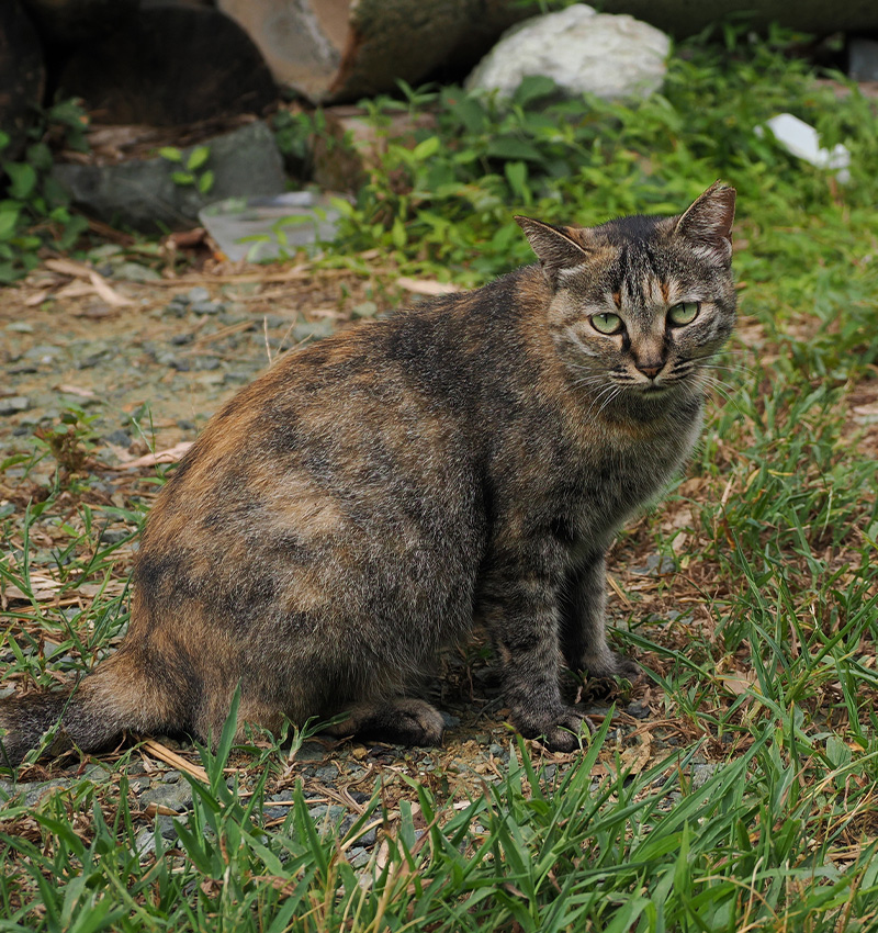 野良猫のTNRの活動